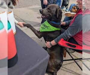 Beau - Male Labrador Retriever-Unknown Mix Dog for Adoption - Photo #3