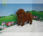 Small Photo #1 Poodle (Toy) Puppy For Sale in BECKWOURTH, CA, USA