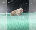 Small #12 Boston Terrier