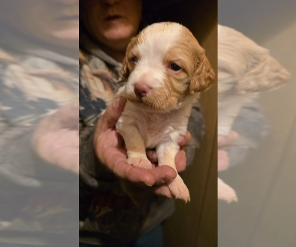 Medium Photo #4 Brittany Puppy For Sale in MOHAWK, NY, USA