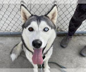 Siberian Husky Dogs for adoption in Martinez, CA, USA