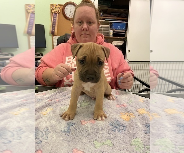 Medium Photo #9 American Pit Bull Terrier Puppy For Sale in TACOMA, WA, USA