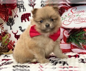 Pomeranian Puppy for sale in LANCASTER, PA, USA