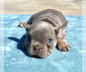 French Bulldog Puppy for sale in MOUNT VERNON, AL, USA