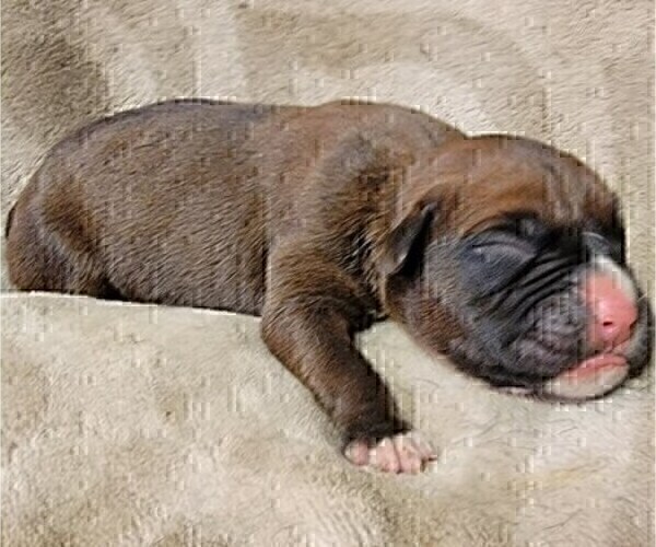 Medium Photo #12 Boxer Puppy For Sale in JOLIET, IL, USA