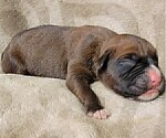 Small Photo #12 Boxer Puppy For Sale in JOLIET, IL, USA