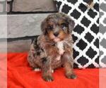 Small Photo #12 Miniature Bernedoodle Puppy For Sale in MILLERSBURG, OH, USA