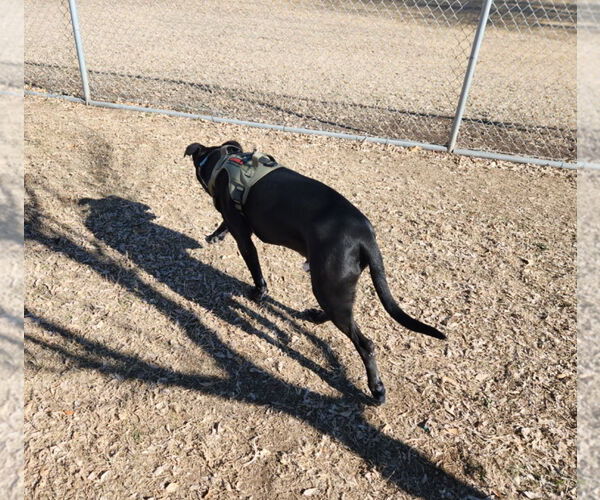Medium Photo #4 Great Dane-Labrador Retriever Mix Puppy For Sale in Chandler, AZ, USA