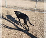 Small #3 Great Dane-Labrador Retriever Mix