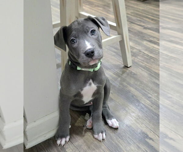 Medium Photo #2 Mutt Puppy For Sale in Mooresville, NC, USA