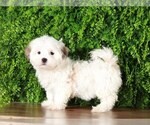 Small Photo #2 Zuchon Puppy For Sale in MOUNT VERNON, OH, USA