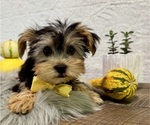Image preview for Ad Listing. Nickname: Bentley