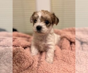 Yorkshire Terrier Puppy for sale in SPRINGFIELD, SC, USA