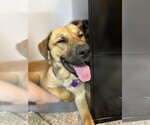 Small #1 Golden Shepherd