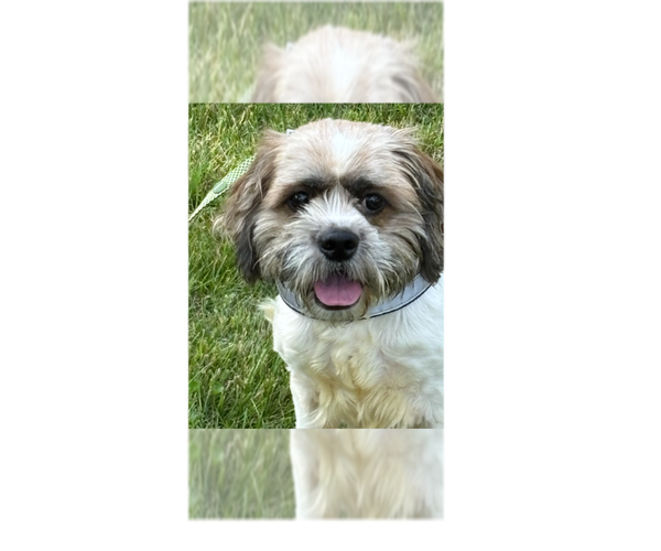 Medium Photo #3 Shih Tzu-Unknown Mix Puppy For Sale in Greenbelt, MD, USA
