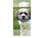 Small #2 Shih Tzu Mix