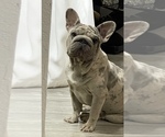 Image preview for Ad Listing. Nickname: Bolo