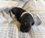 Small Photo #3 Labradoodle Puppy For Sale in SANTA MARIA, CA, USA