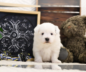 Coton de Tulear Dog for Adoption in SYRACUSE, Indiana USA