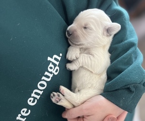 English Cream Golden Retriever Litter for sale in YOUNGSVILLE, NC, USA