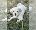 Small #2 Poodle (Miniature) Mix