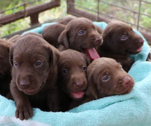 Labrador Retriever Puppy for sale in SAN ANTONIO, TX, USA