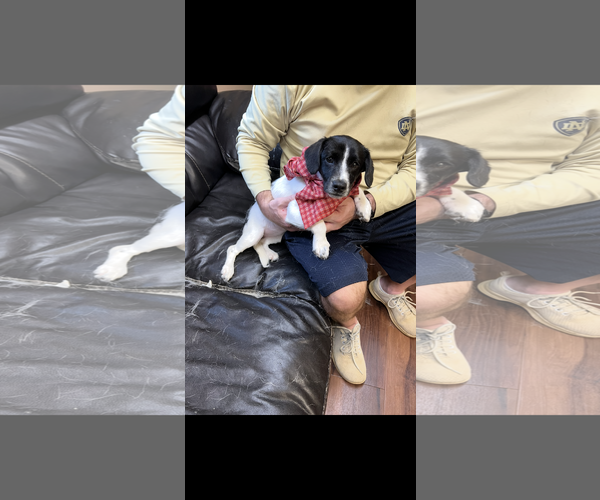 Medium Photo #4 Doxle Puppy For Sale in Mt. Laurel, NJ, USA
