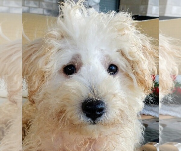 Medium Photo #1 Maltipoo Puppy For Sale in SAN ANTONIO, TX, USA
