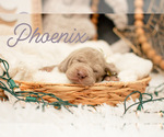 Puppy Phoenix Weimaraner