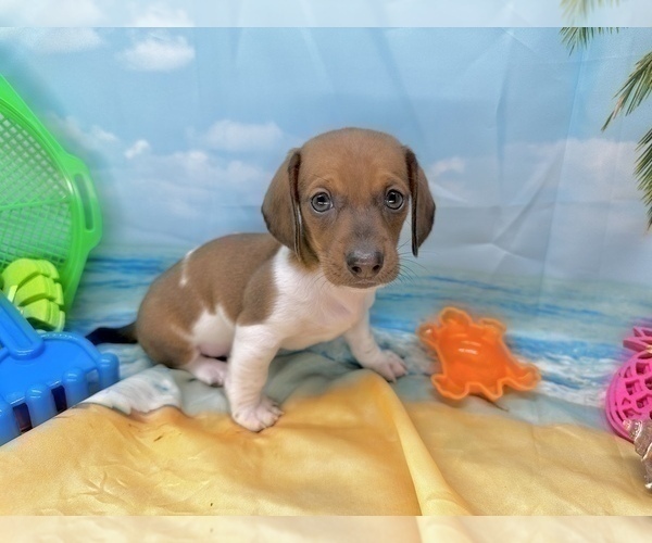 Medium Photo #15 Dachshund Puppy For Sale in CASSVILLE, MO, USA