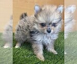 Small #1 Pomeranian