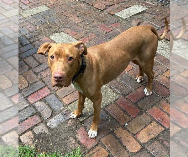 Medium Photo #4 Mutt Puppy For Sale in Wheaton, IL, USA