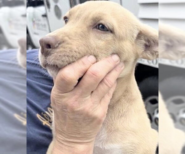 Medium Photo #1 American Pit Bull Terrier-Black Mouth Cur Mix Puppy For Sale in Houston, TX, USA