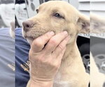 Small American Pit Bull Terrier-Black Mouth Cur Mix