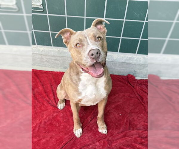 Medium Photo #2 American Pit Bull Terrier Puppy For Sale in Rancho Cucamonga, CA, USA