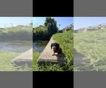 Small #4 Dachshund