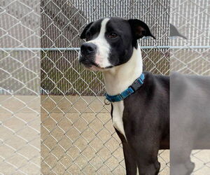 American Pit Bull Terrier-Unknown Mix Dogs for adoption in Evansville, IN, USA