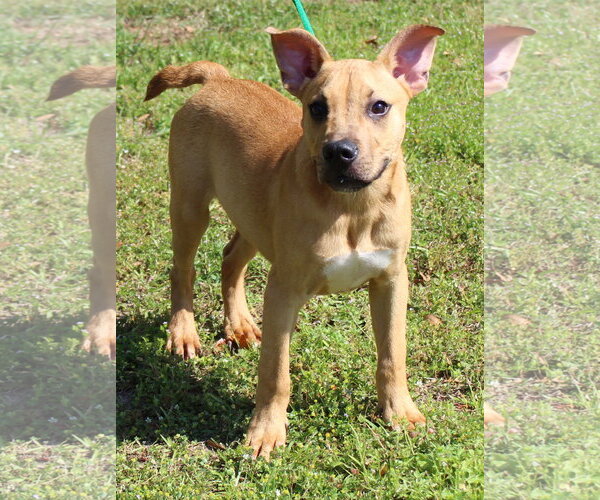 Medium Photo #1 Boxer-Unknown Mix Puppy For Sale in Prattville, AL, USA