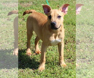 Boxer-Unknown Mix Dogs for adoption in Prattville, AL, USA