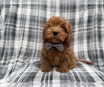 Small #2 Cavapoo (Miniature)