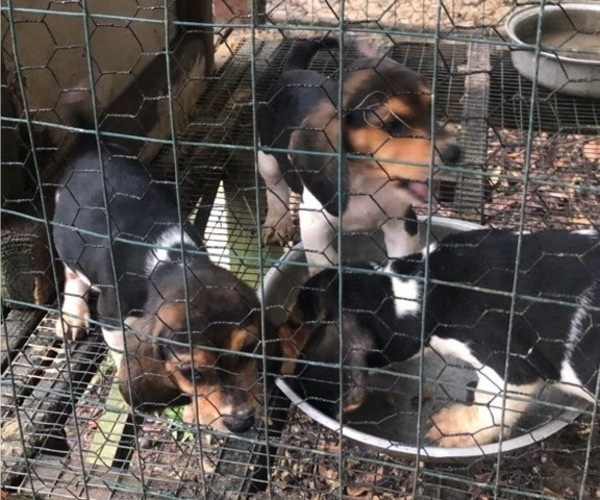 Medium Photo #6 Beagle Puppy For Sale in ANNISTON, AL, USA