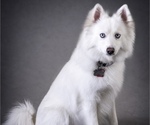 Small Photo #1 Pomsky Puppy For Sale in LINCOLN, NE, USA