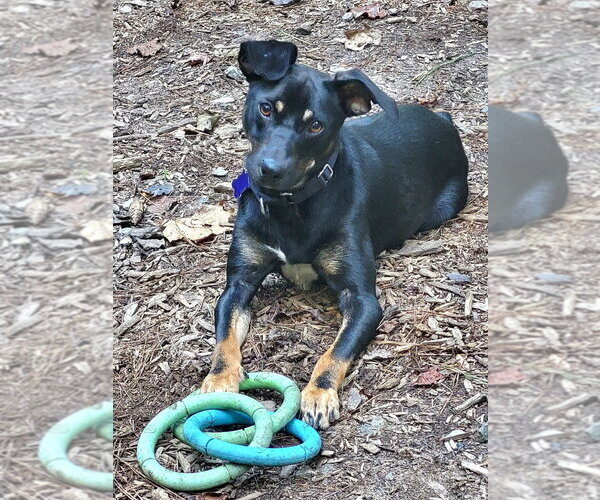 Medium Photo #9 Mutt Puppy For Sale in Ellijay, GA, USA