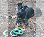 Small Photo #9 Mutt Puppy For Sale in Ellijay, GA, USA