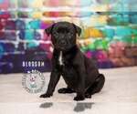 Small Staffordshire Bull Terrier Mix