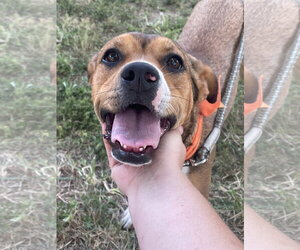 Baby girl - Female Mutt Dog for Adoption - Photo #4