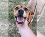Small #3 Mutt