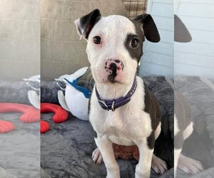 American Pit Bull Terrier-Unknown Mix Dogs for adoption in Turlock, CA, USA