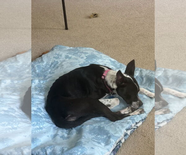 Medium Photo #5 Mutt Puppy For Sale in Euless, TX, USA