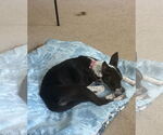 Small #4 Mutt